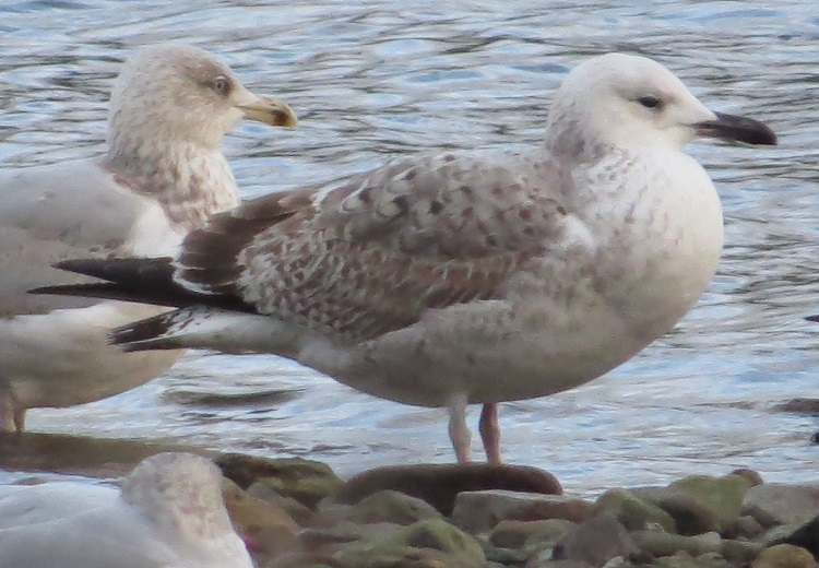 1st winter Caspian Gull, Ullswater, 2021-01-05, Roy Bottomley