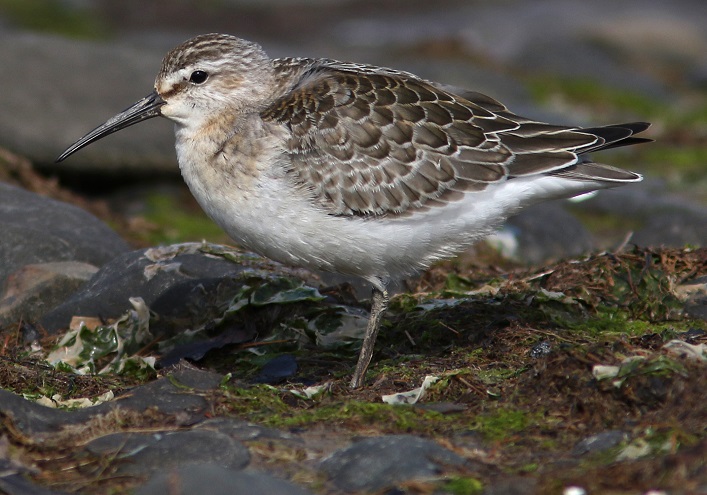 Curlew Sandpiper, Bowness railings, 2020-09-14, Nick Franklin