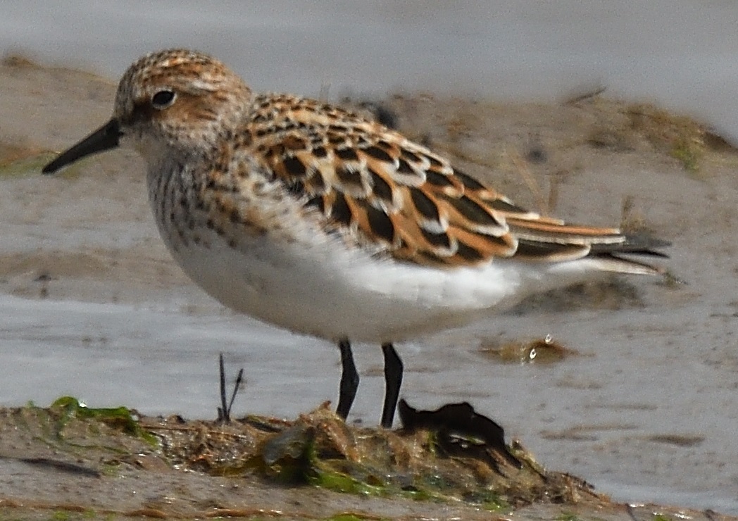 Little Stint, Solway, 24 May 2022, Keith McVeigh