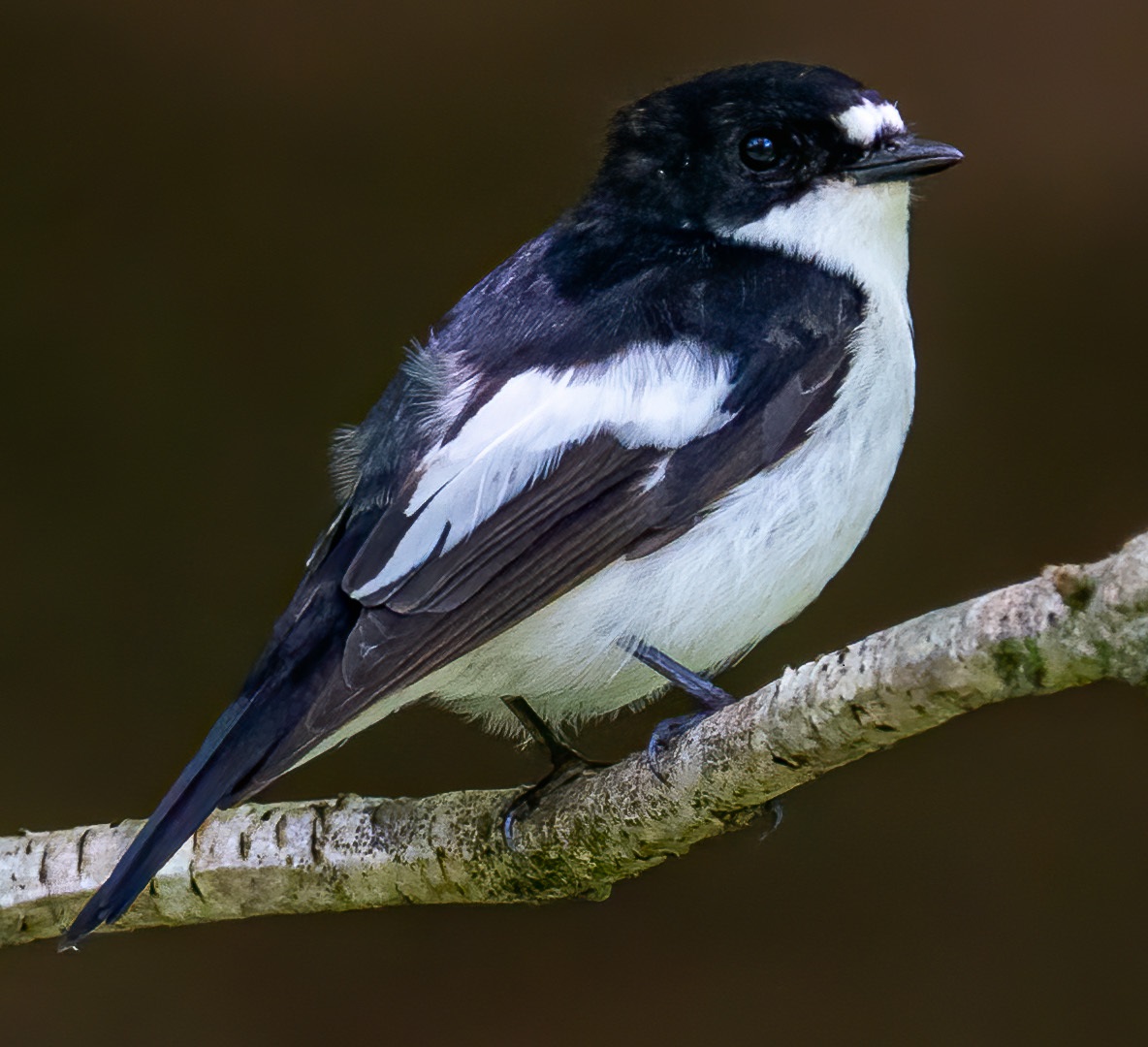 Pied flycatcher - Rusland Valley, May 2020, Brian Howson