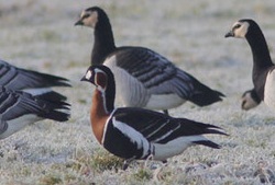 Red-breasted Goose, Cardurnock, Nick Franklin