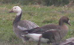 Lesser Snow Goose, Lessonhall, Darren Robson