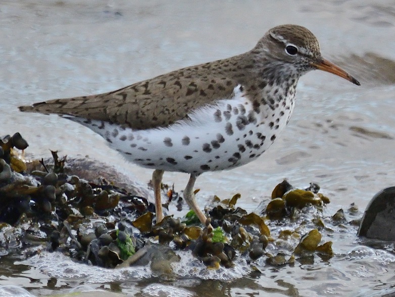Spotted Sandpiper, Bowness on Solway, 12 May 2022, Keith McVeigh