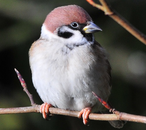 Tree Sparrow, Aspatria feeding station, 1/2/18, Tommy Holden
